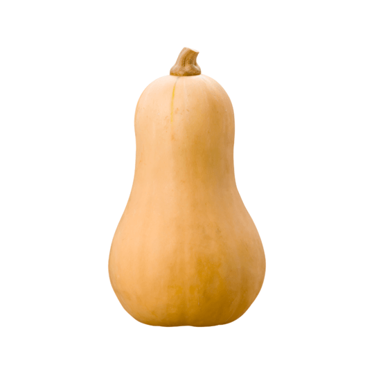 Dynia_pizmowa.png